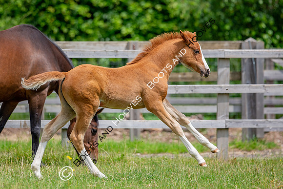 Foal
