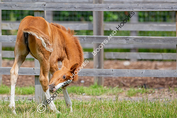 Foal