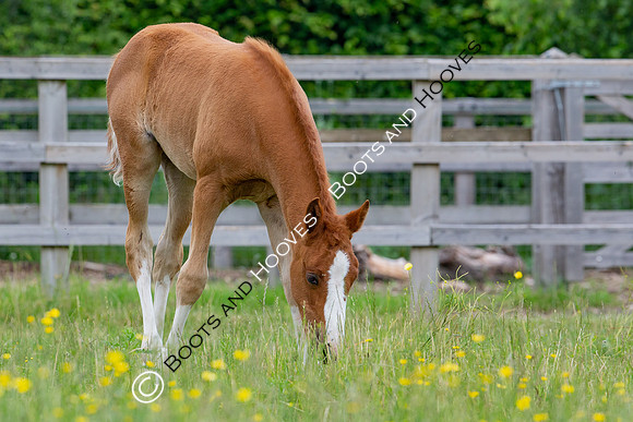 Foal
