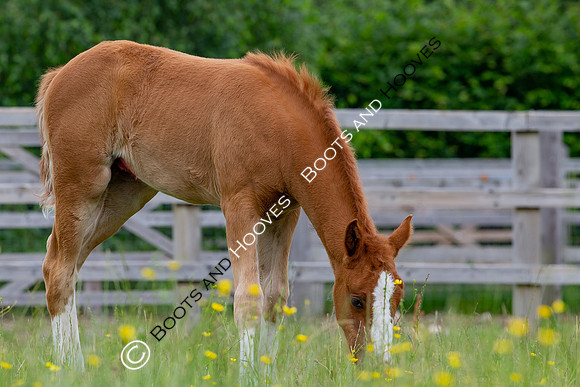 Foal