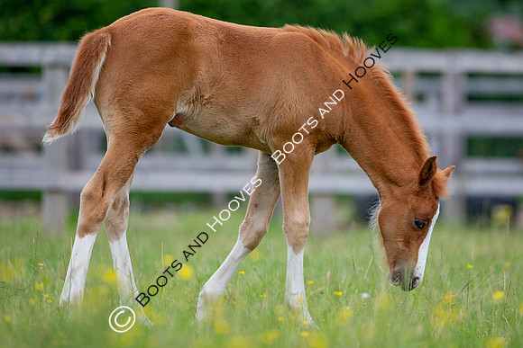 Foal