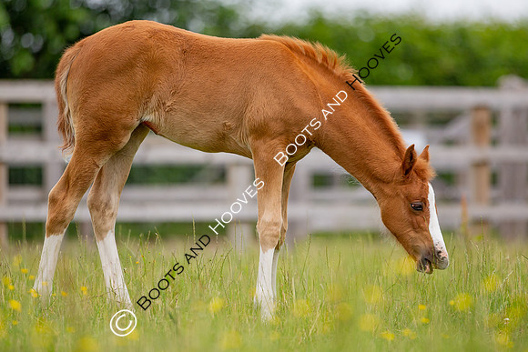 Foal