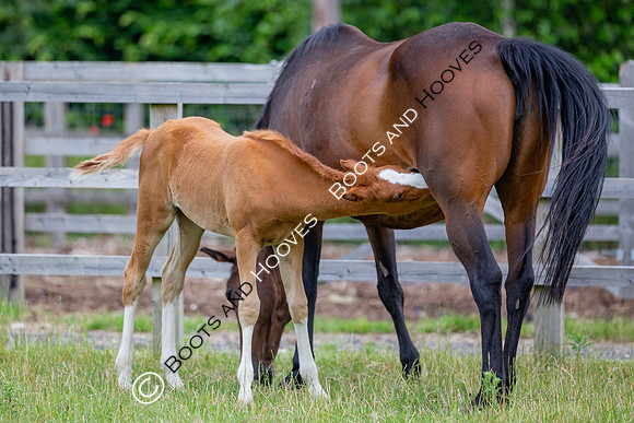 Foal