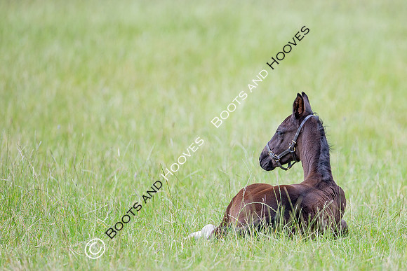 Foal