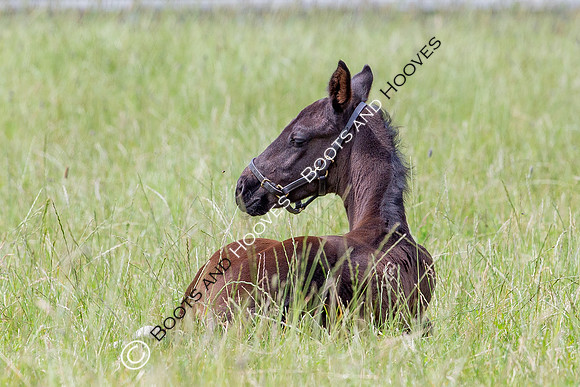 Foal