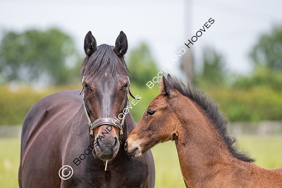 Foal