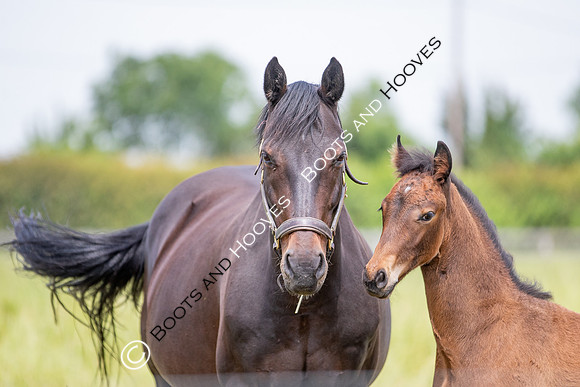 Foal