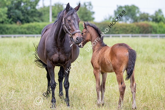 Foal