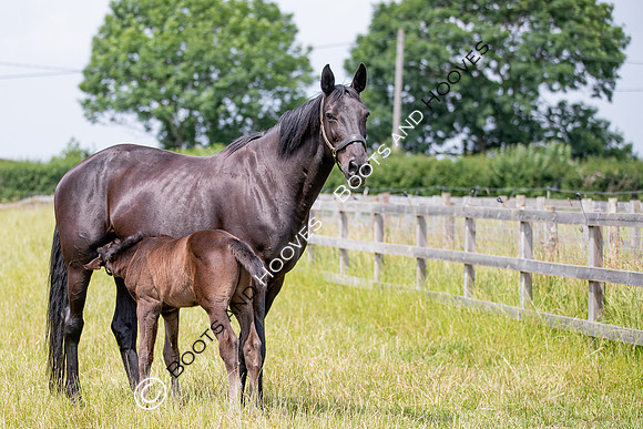 Foal