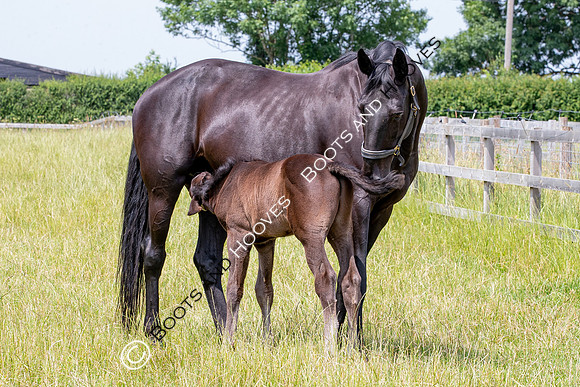 Foal