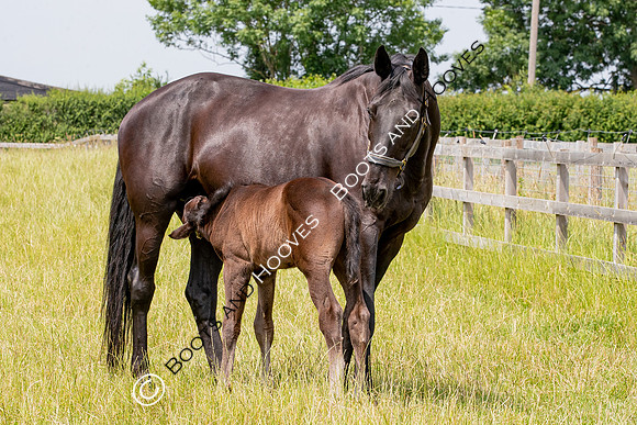 Foal