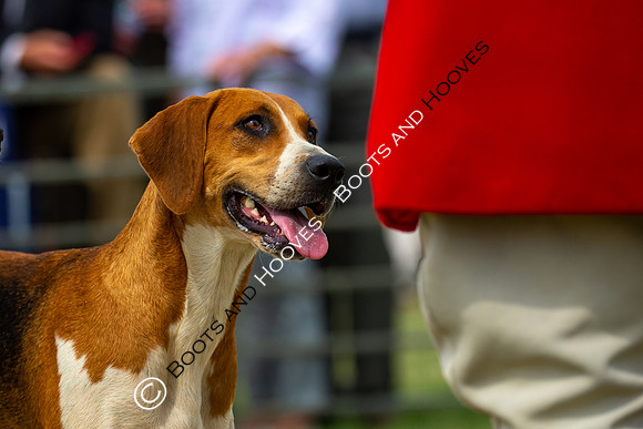 Festival of Hunting