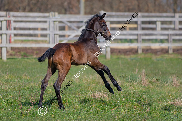 ~ MANDATORY Credit Elli Birch/Bootsandhooves- NO UNAUTHORISED USE - 07745909676