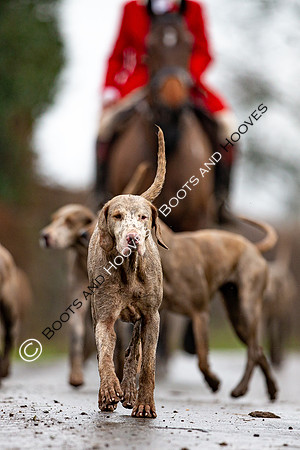 Hunting