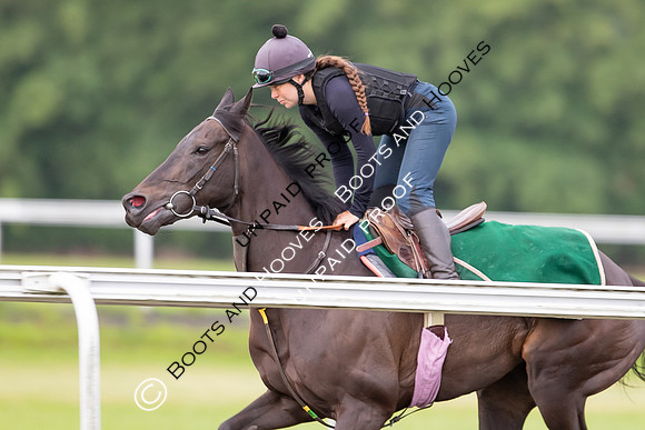 Newmarket Gallops