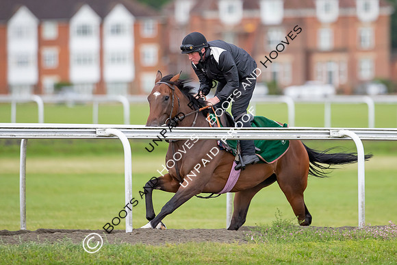 Newmarket Gallops