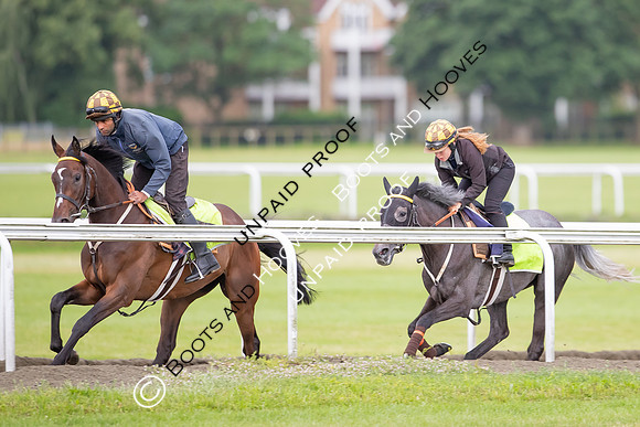 Newmarket Gallops