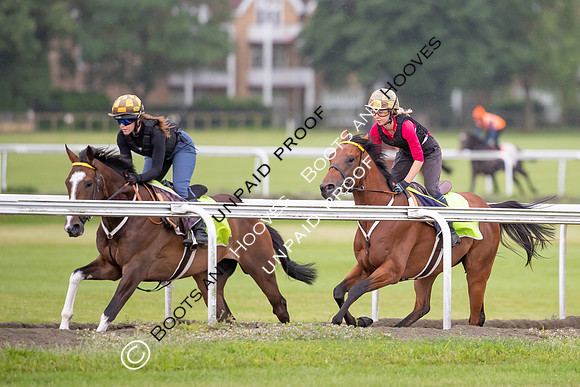 Newmarket Gallops