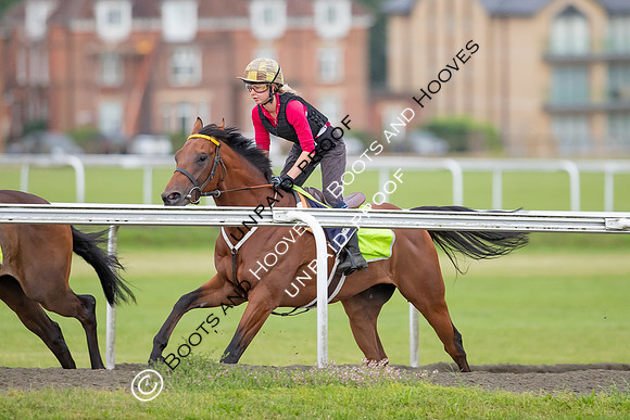 Newmarket Gallops