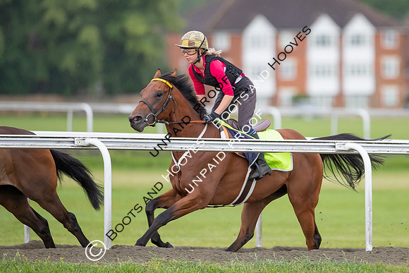 Newmarket Gallops