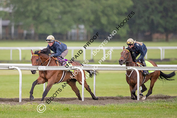 Newmarket Gallops
