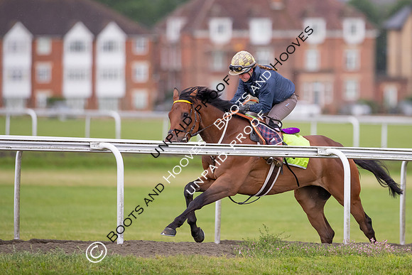 Newmarket Gallops