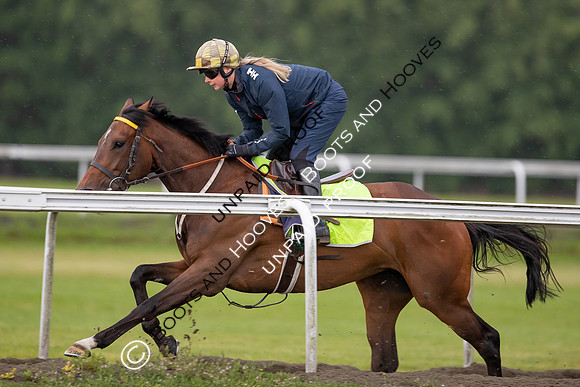 Newmarket Gallops
