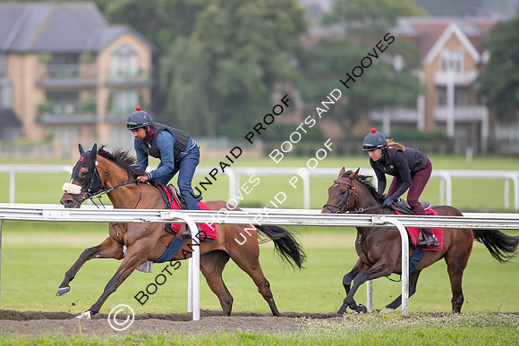 Newmarket Gallops