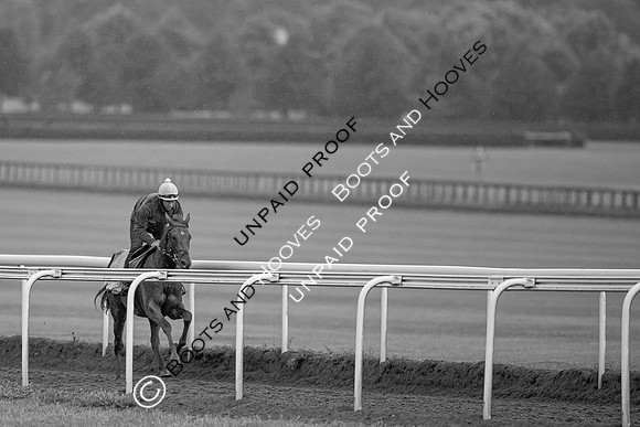 Newmarket Gallops