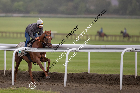 Newmarket Gallops