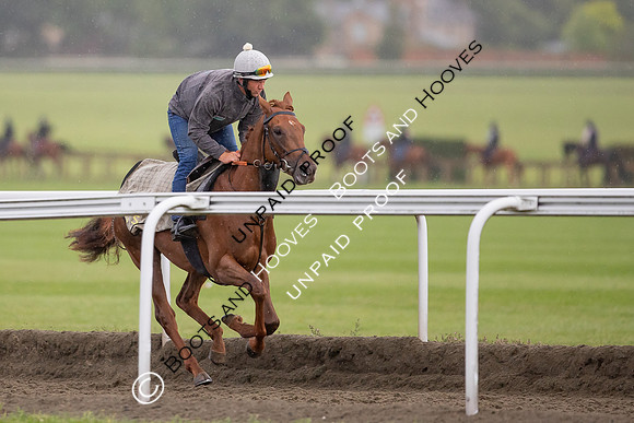 Newmarket Gallops