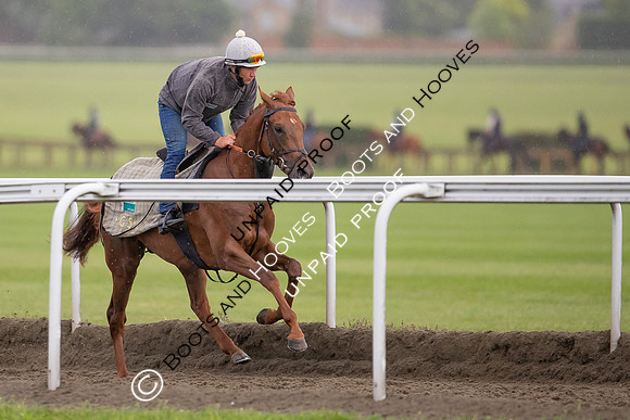 Newmarket Gallops