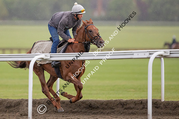 Newmarket Gallops