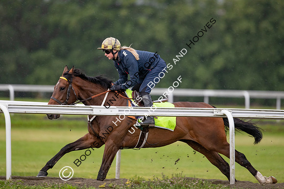 Newmarket Gallops