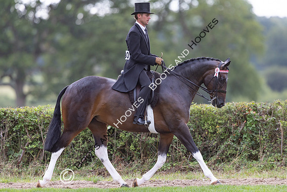The Royal International Horse Show