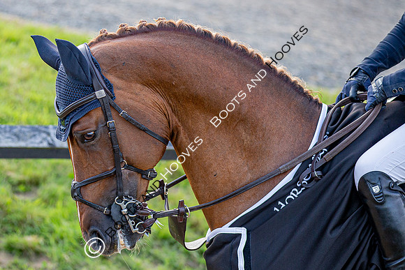 Newmarket Gallops