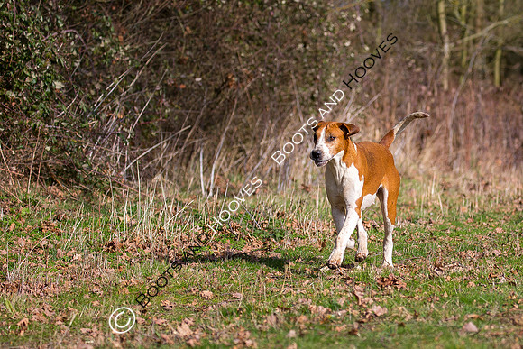 Hunting