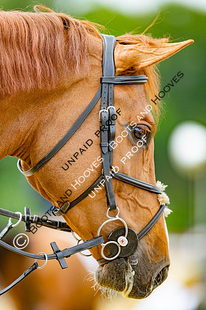 Newmarket Gallops