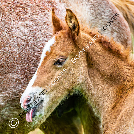 New Moreton Foal