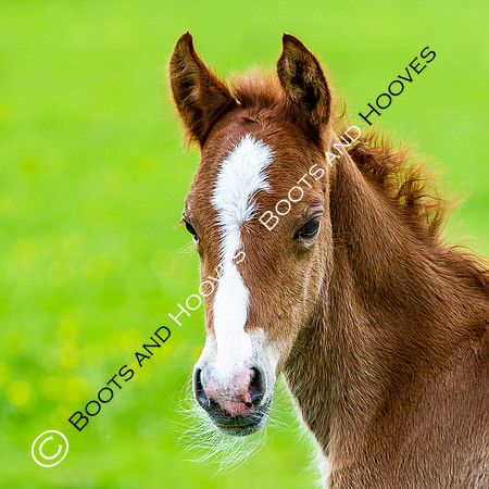 New Moreton Foal