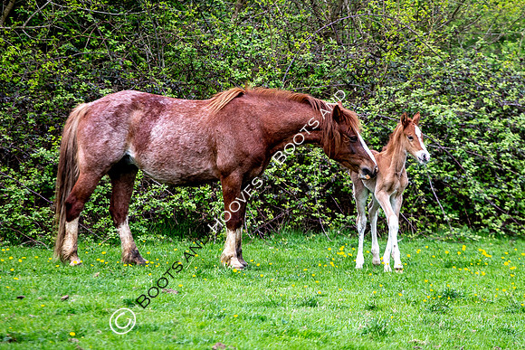 New Moreton Foal
