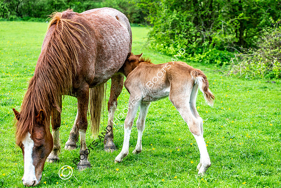 New Moreton Foal