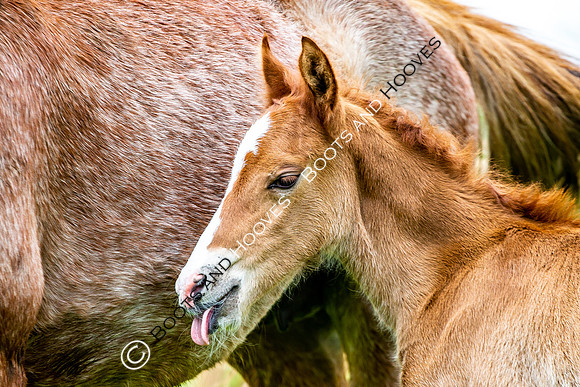 New Moreton Foal
