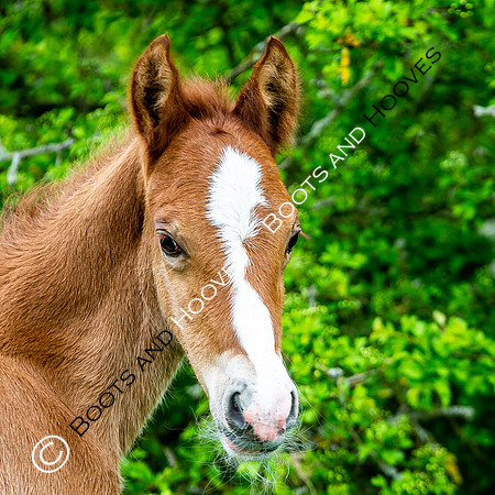 New Moreton Foal