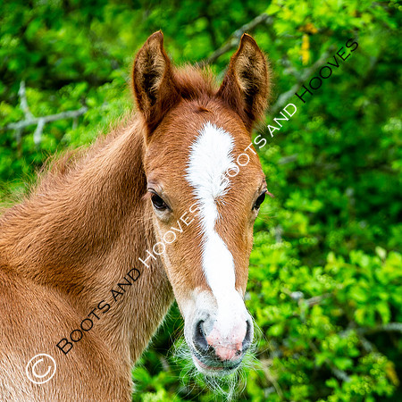 New Moreton Foal