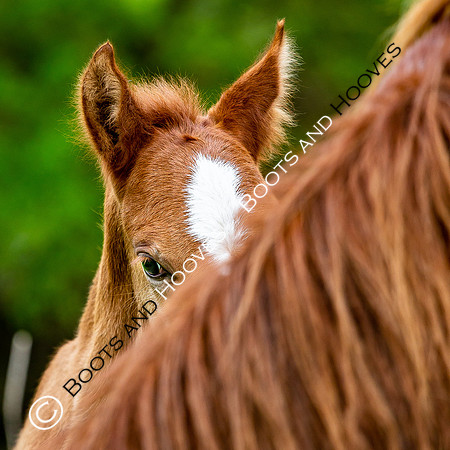 New Moreton Foal