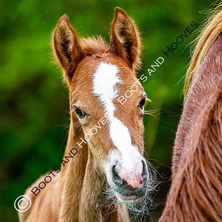 New Moreton Foal