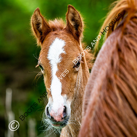 New Moreton Foal