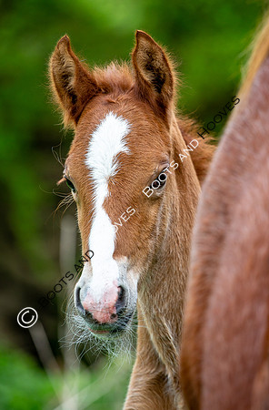 New Moreton Foal