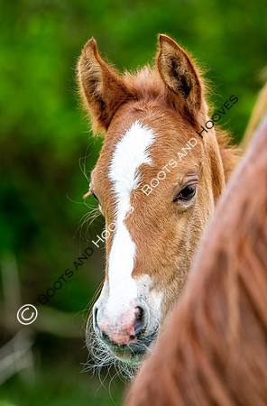 New Moreton Foal